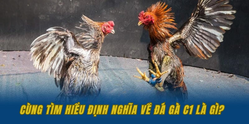 Cùng tìm hiểu định nghĩa về đá gà C1 là gì?