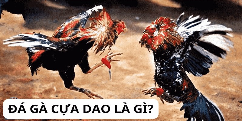 Giới thiệu sơ lược về sảnh cược đá gà cựa dao tại SA88