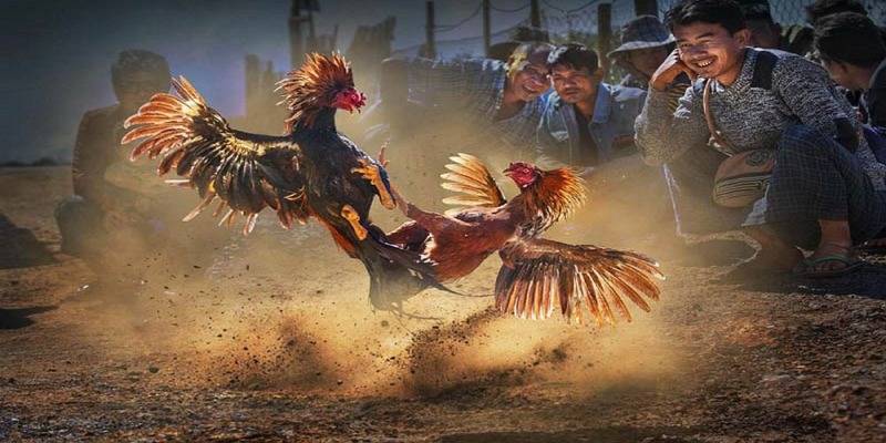 Khái quát quy luật giải đấu đá gà cựa dao mới nhất