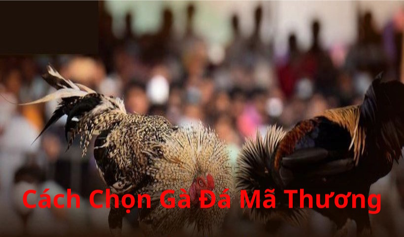 Chọn kê mã thương chính xác tăng hiệu quả cược