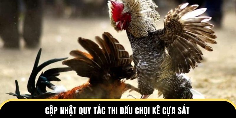 Cập nhật quy tắc thi đấu chọi kê cựa sắt