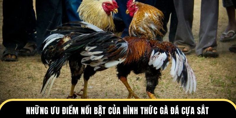 Những ưu điểm nổi bật của hình thức gà đá cựa sắt
